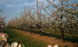 У селі Промінь Луцького району вирощують екологічно чисті яблука