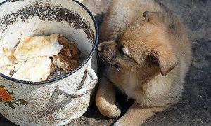 У Луцьку хочуть повернутися до відстрілювання бездомних собак