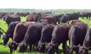 До кінця червня на Волині відкриють ще сто пунктів осіменіння худоби