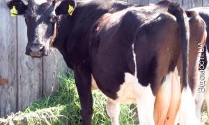 Волиняни вже з понеділка отримають гроші за утримання корів