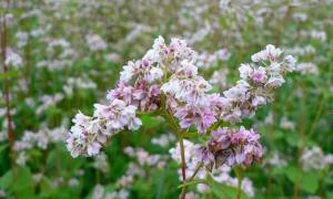 На Волині платять за гектар посіяної гречки 300 гривень