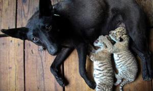 Собака стала мамою для новонароджених лигренят