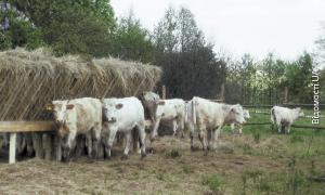 На Волині розпочали обмін коровами