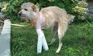 Скалічений торнадо пес повернувся додому через 20 днів