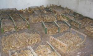 Житель прикордоння контрабандою віз майже 3 тисячі каченят