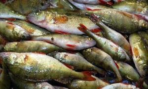 Ковельський браконьєр намагався втекти від інспекторів рибохорони
