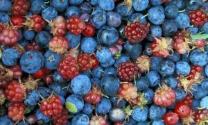 Глобальне потепління вплине на врожай ягід і горіхів