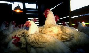 Селяни торгуватимуть курми і морквою в Інтернеті