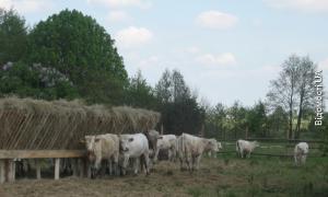 Вчасне підживлення та хороша погода – запорука успіху аграріїв 