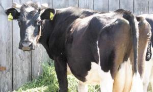 Волинських корів запліднюватимуть німецькі бики