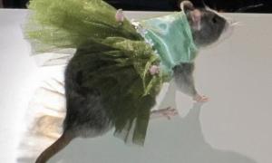 У Нью-Йорку модно вдягнули щурів	