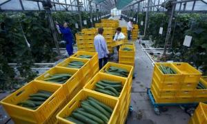 «Огіркова епідемія» дісталася до Чехії