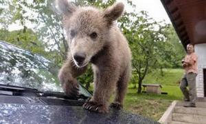 Ведмежа саме прийшло жити до людей