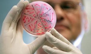 ВООЗ: Європу вразив досі невідомий тип кишкової палички