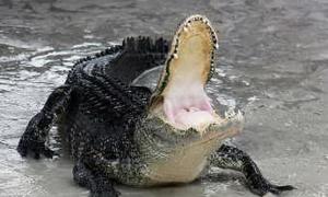 Поліцейські розстріляли муляж крокодила