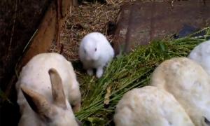 У Японії знайшли першу жертву мутації