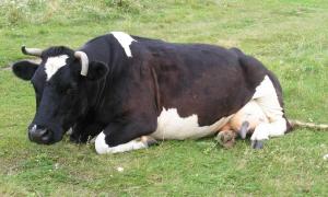 На Волині понад тисячу селян мають в господарстві більш як три корови