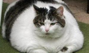 Притулок для тварин почав розпродаж товстих котів