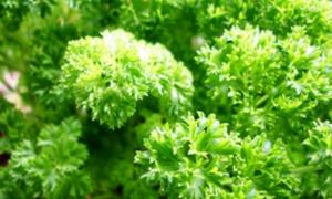 У Росії петрушку визнали наркотиком
