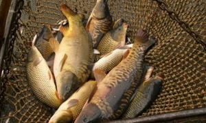 Для орендарів водойм визначили місця для торгівлі свіжою рибою 