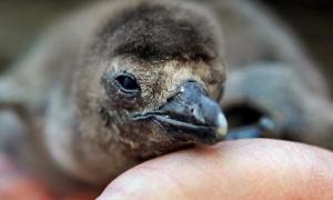 Пінгвінчику-сироті рукавичка замінила маму