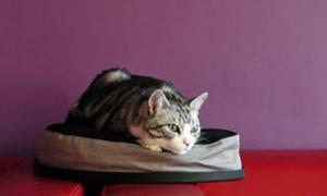 У Росії відкрилася «Республіка кішок»