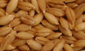 На випадок голоду країни G20 створять продовольчий банк