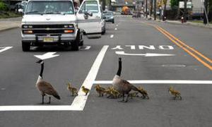 Поліцейські перевели через автотрасу гусяче сімейство