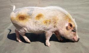 У США шкільне подвір’я прибирає свиня 