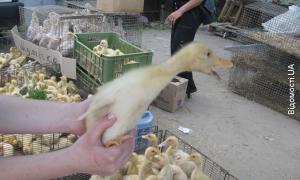 З «пташиного» ринку в Луцьку може поширитись епідемія