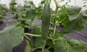 Німці, нажахані кишковою паличкою, знищують врожай овочів