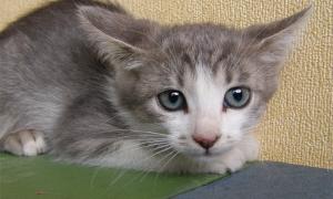 Дівчина стрибнула з 10-го поверху, щоб врятувати кошеня