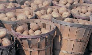Минулого року волиняни експортували картоплі на 300 мільйонів