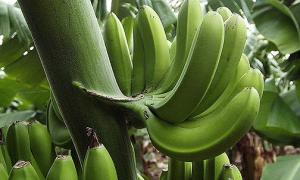 Генетичні віруси та природа знищують банани