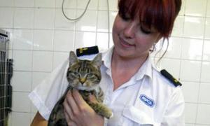 Кішка, впавши з 12-поверхового будинку, тільки зуб зламала