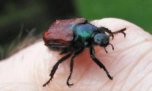 Волинські посіви нищить південний шкідник – хлібний жук