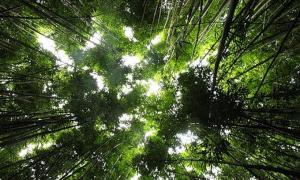 Тропічні ліси внесено до списку всесвітньої спадщини ЮНЕСКО