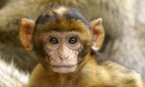 Іран запустить у космос мавпу