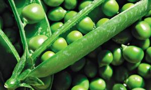 Восени українці відчують дефіцит гороху