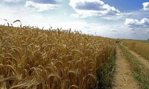 Дощі можуть пошкодити 5-8% врожаю зернових