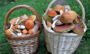 Влітку українців очікують дешеві абрикоси і врожай грибів