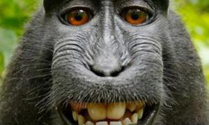 Макака влаштувала фотосесію у джунглях Індонезії