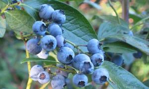 Від збирання лісових ягід сплачено майже 2 млн. грн. податків