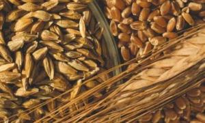 Євросоюз удесятеро збільшив імпорт зерна