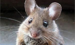 Вчені виростили мишей з людською печінкою