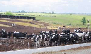 На Волині відроджують старі ферми