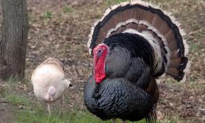 На шахті Засядька отруїлися 24 тисячі індиків 


