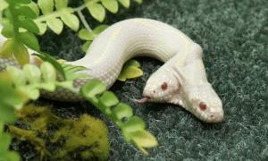 Ялтинський зоопарк орендує двоголову змію-альбіноса