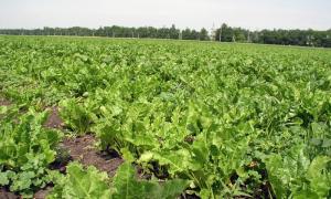 Аграрії прогнозують врожайність цукрового буряка 500 ц з гектара
