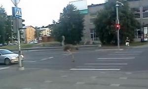 Страуси влаштували забіг у естонському місті 	